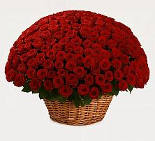 Премиум букет из: Розы #REPLACE_PRED# Ильинский Погост